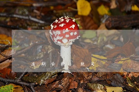 逾期贷款 题目
